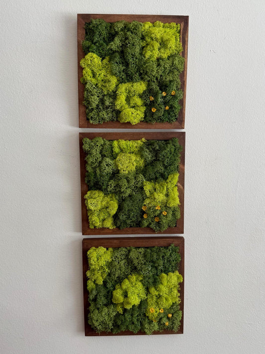 Preserved Reindeer Moss Wall Art: Wood Frame, Green Decor | USA - TARIFF FREE