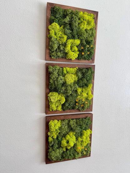 Preserved Reindeer Moss Wall Art: Wood Frame, Green Decor | USA - TARIFF FREE