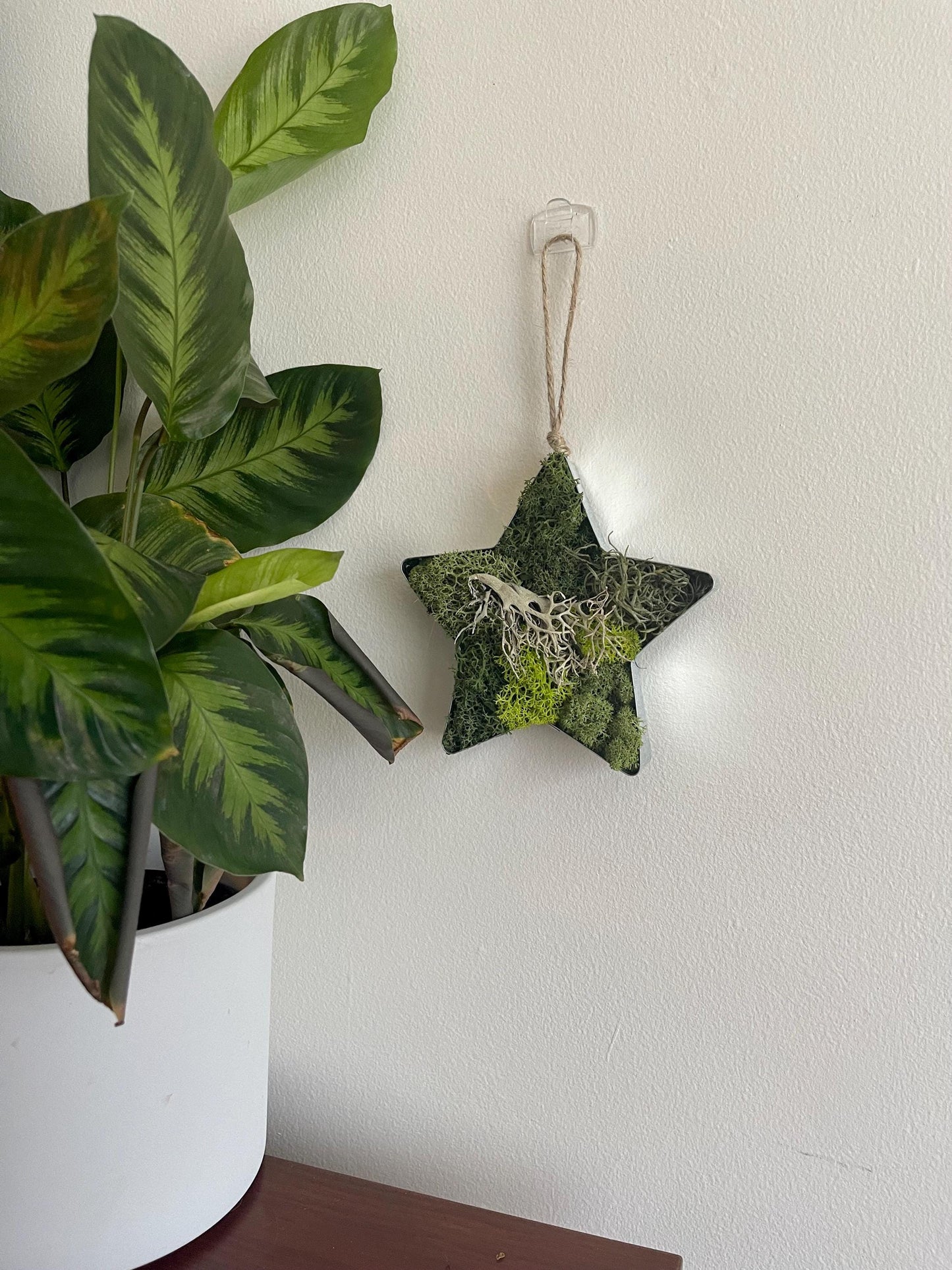 Star Moss  | Wall Art  |  Home  Decor  | Metal Star  | Green | USA - TARIFF FREE