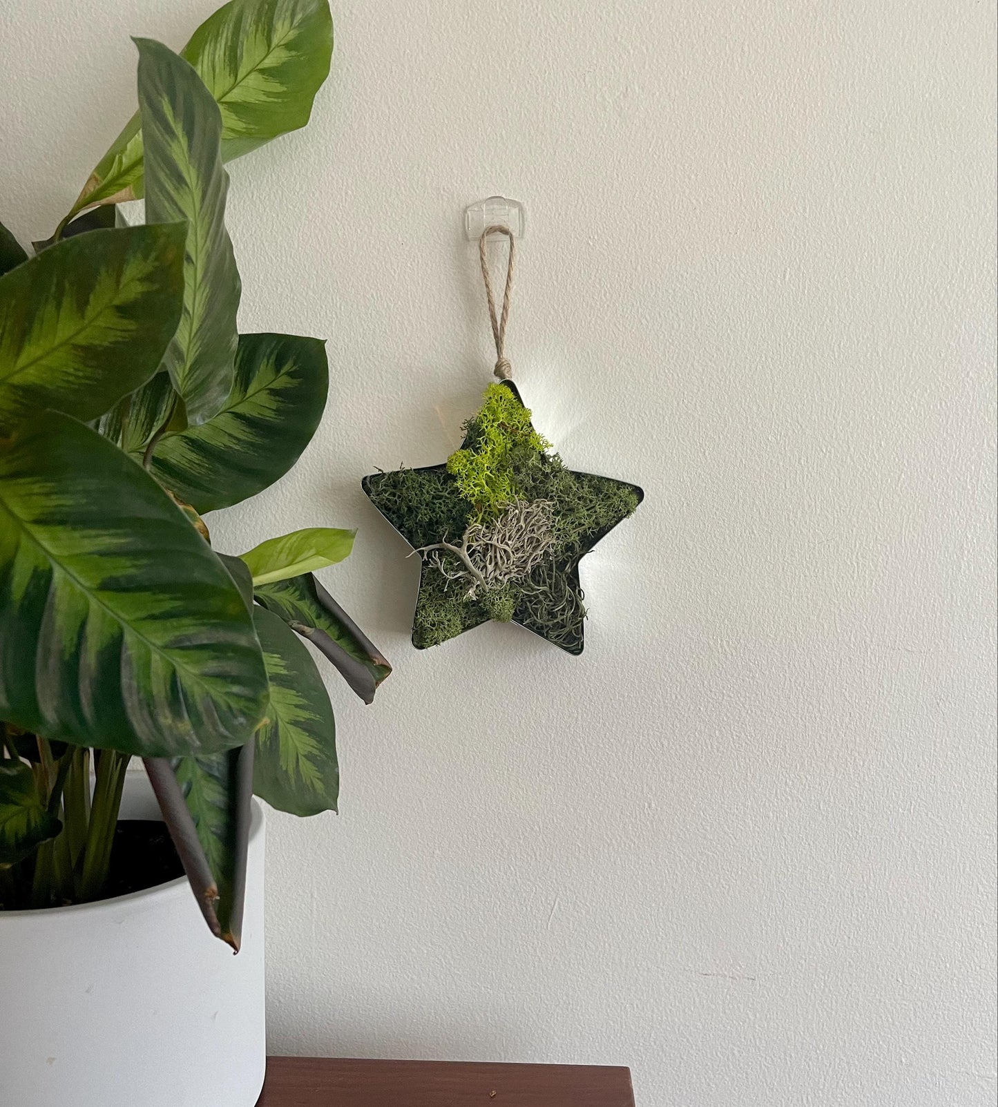 Star Moss  | Wall Art  |  Home  Decor  | Metal Star  | Green | USA - TARIFF FREE
