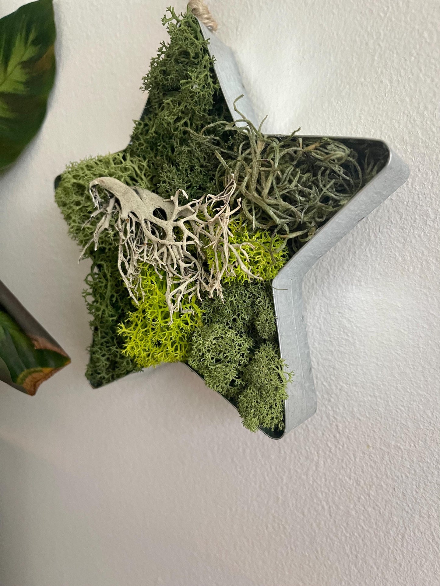 Star Moss  | Wall Art  |  Home  Decor  | Metal Star  | Green | USA - TARIFF FREE