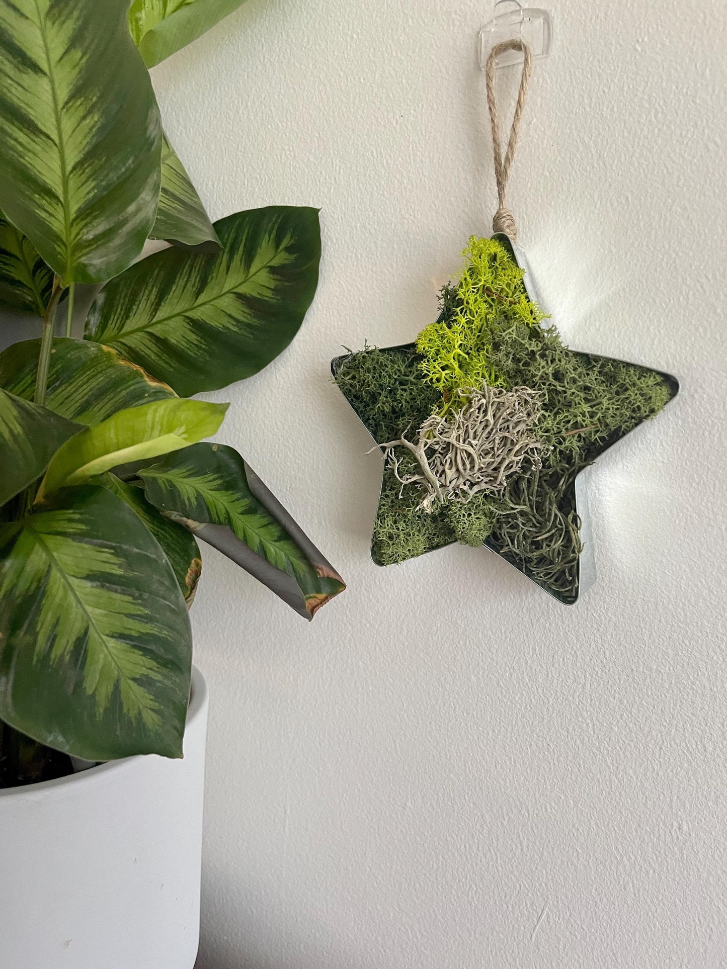 Star Moss  | Wall Art  |  Home  Decor  | Metal Star  | Green | USA - TARIFF FREE