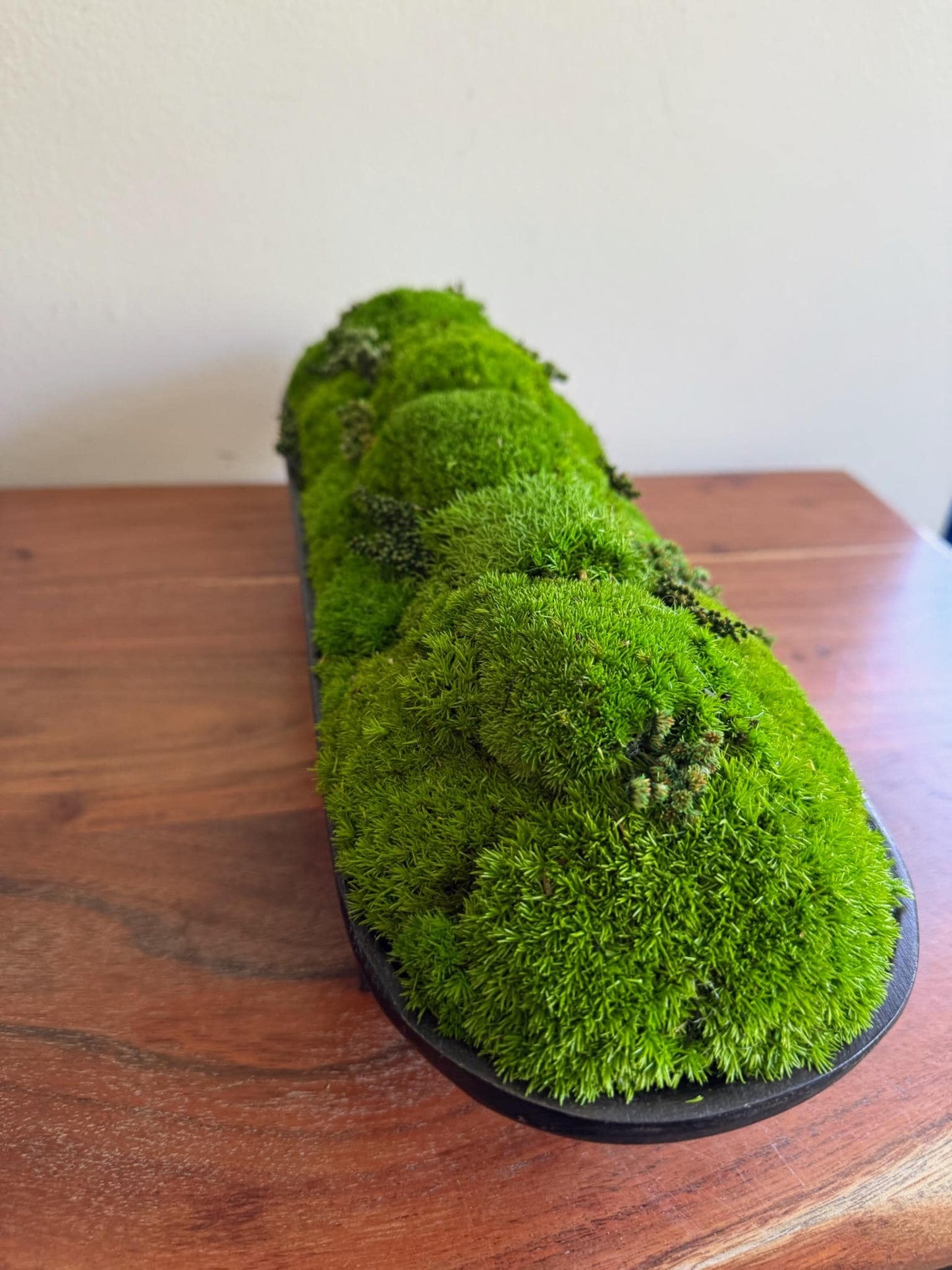 Preserved Moss Centerpiece: Pole & Reindeer Moss in Black Wood Bowl | USA - TARIFF FREE