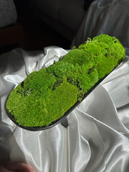 Preserved Moss Centerpiece: Pole & Reindeer Moss in Black Wood Bowl | USA - TARIFF FREE