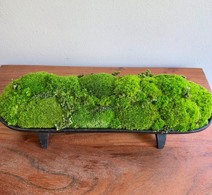 Preserved Moss Centerpiece: Pole & Reindeer Moss in Black Wood Bowl | USA - TARIFF FREE