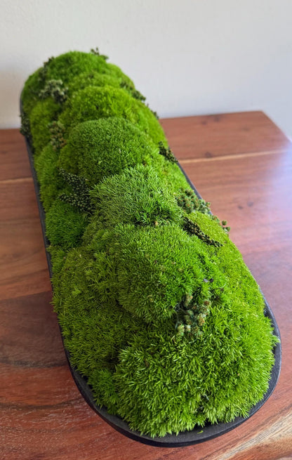 Preserved Moss Centerpiece: Pole & Reindeer Moss in Black Wood Bowl | USA - TARIFF FREE
