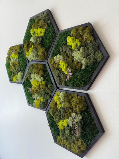 Handmade Reindeer Moss Wall Art: Hexagon Wood Frame Set | USA - TARIFF FREE