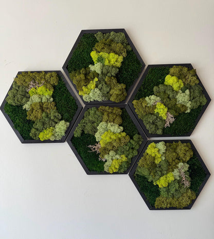 Handmade Reindeer Moss Wall Art: Hexagon Wood Frame Set | USA - TARIFF FREE