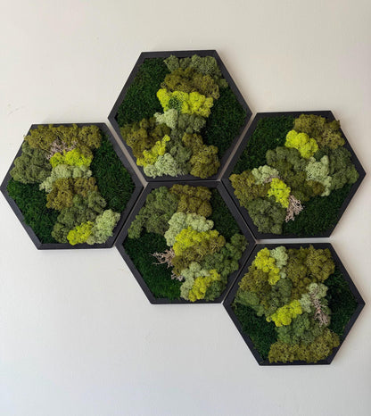 Handmade Reindeer Moss Wall Art: Hexagon Wood Frame Set | USA - TARIFF FREE