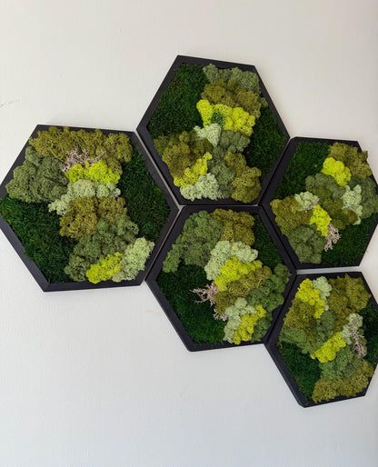 Handmade Reindeer Moss Wall Art: Hexagon Wood Frame Set | USA - TARIFF FREE