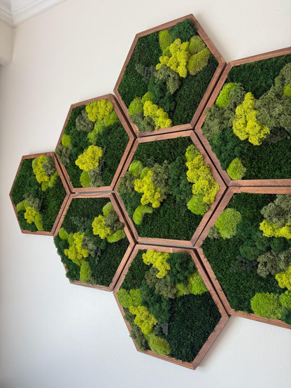 Honeycomb Moss Wall Art: Reindeer, Pole & Sheet Moss Hexagon | USA - TARIFF FREE