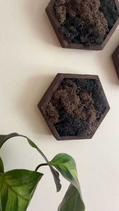 Brown & Black - 5" by 6" Hexagon - Reindeer Moss Collection