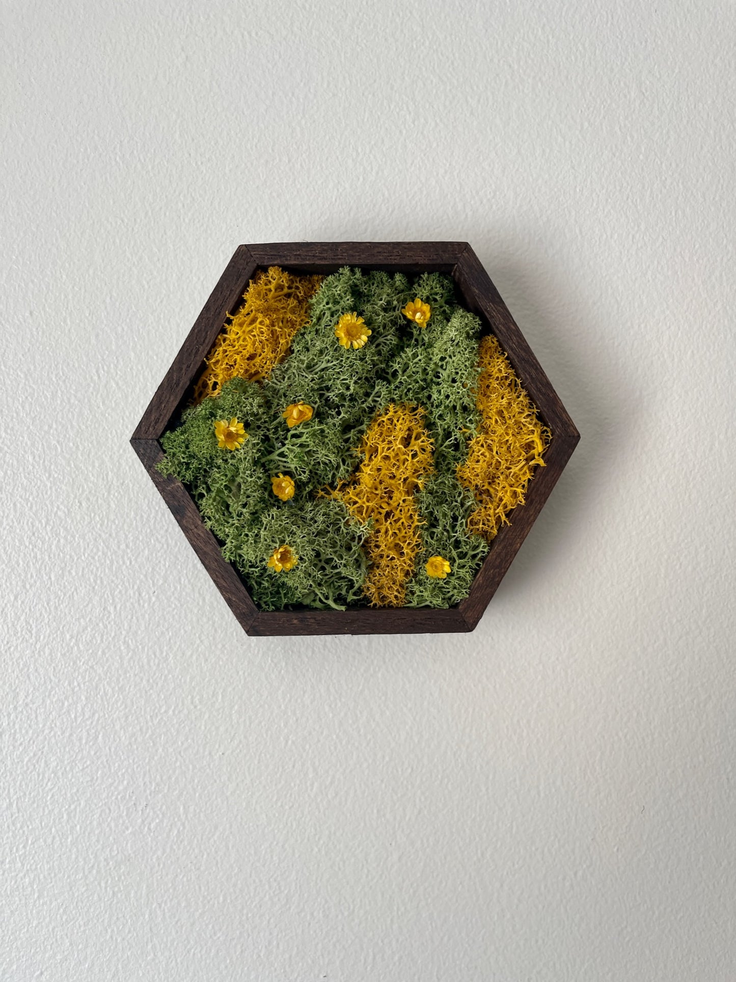 Hexagon Moss Wall Art - 5" by 6" - Green and Yellow/Orange Reindeer Moss