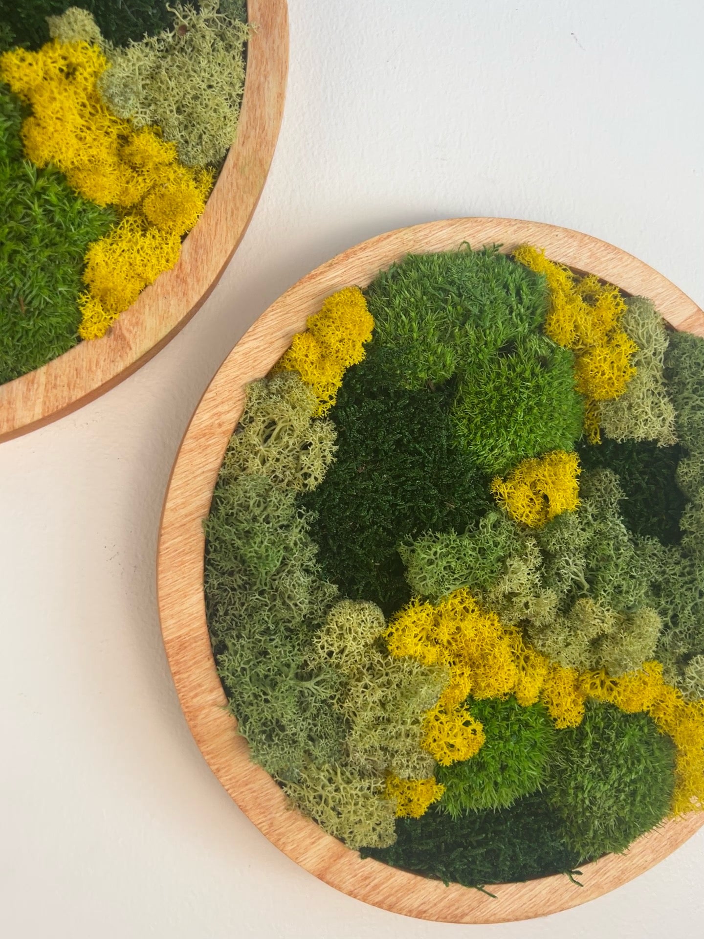 Moss Wall Art Circle - Shades of Green and Yellow