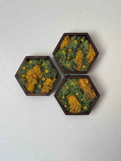 Hexagon Moss Wall Art - 5" by 6" - Green and Yellow/Orange Reindeer Moss