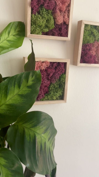 Green & Pink - Square - Reindeer Moss Collection