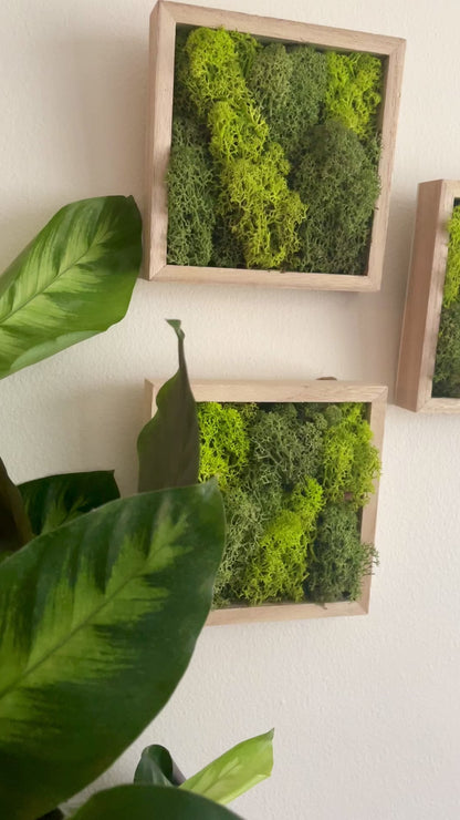 Shades of Green - Square - Reindeer Moss Collection - Pine