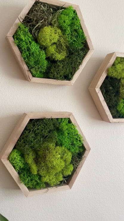 Dark, Grass & Lime Green - Hexagon - Reindeer Moss Collection