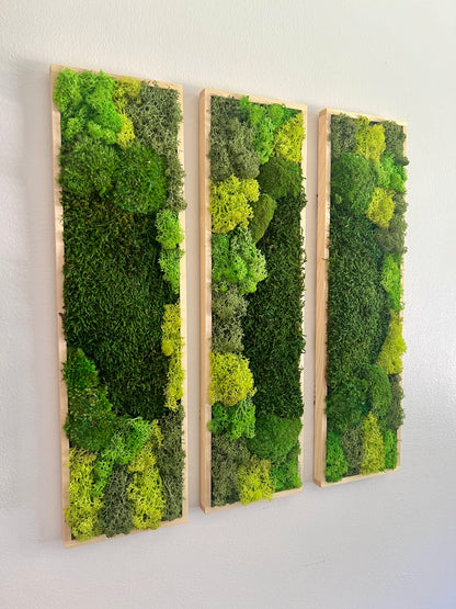 Long Rectangle Preserved Moss Decor - 18" by 5" - Pole & Reindeer Moss