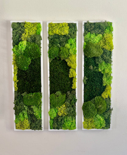 Long Rectangle Preserved Moss Decor - 18" by 5" - Pole & Reindeer Moss