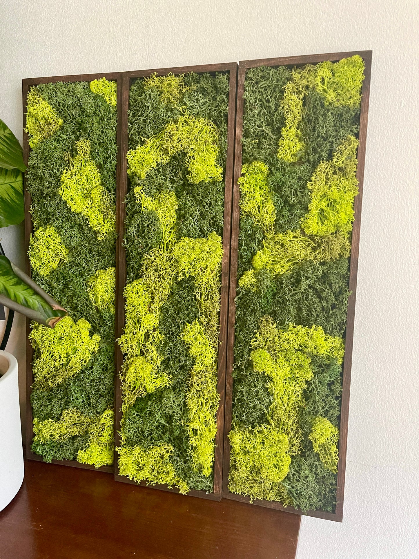 Long Rectangle Preserved Moss Decor - 18" by 5" - Reindeer Moss