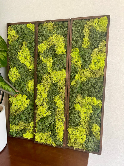 Long Rectangle Preserved Moss Decor - 18" by 5" - Reindeer Moss