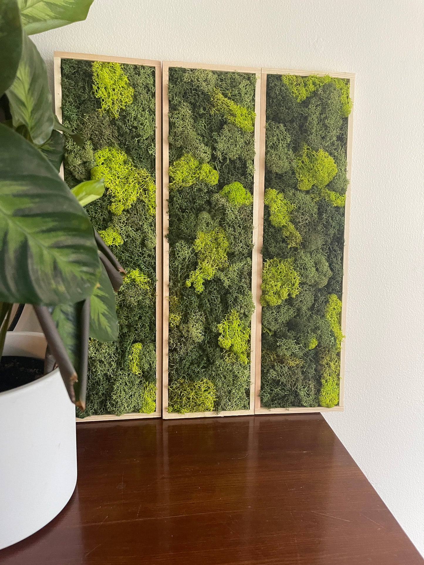 Long Rectangle Preserved Moss Decor - 18" by 5" - Reindeer Moss