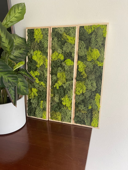 Long Rectangle Preserved Moss Decor - 18" by 5" - Reindeer Moss