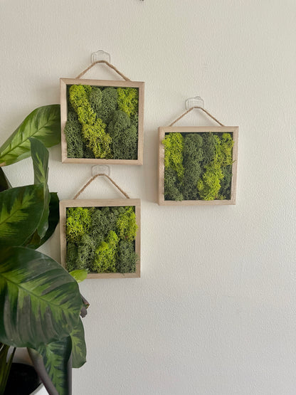 Shades of Green - Square - Reindeer Moss Collection - Pine