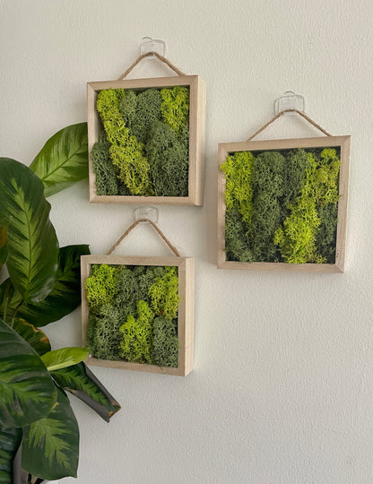 Shades of Green - Square - Reindeer Moss Collection - Pine