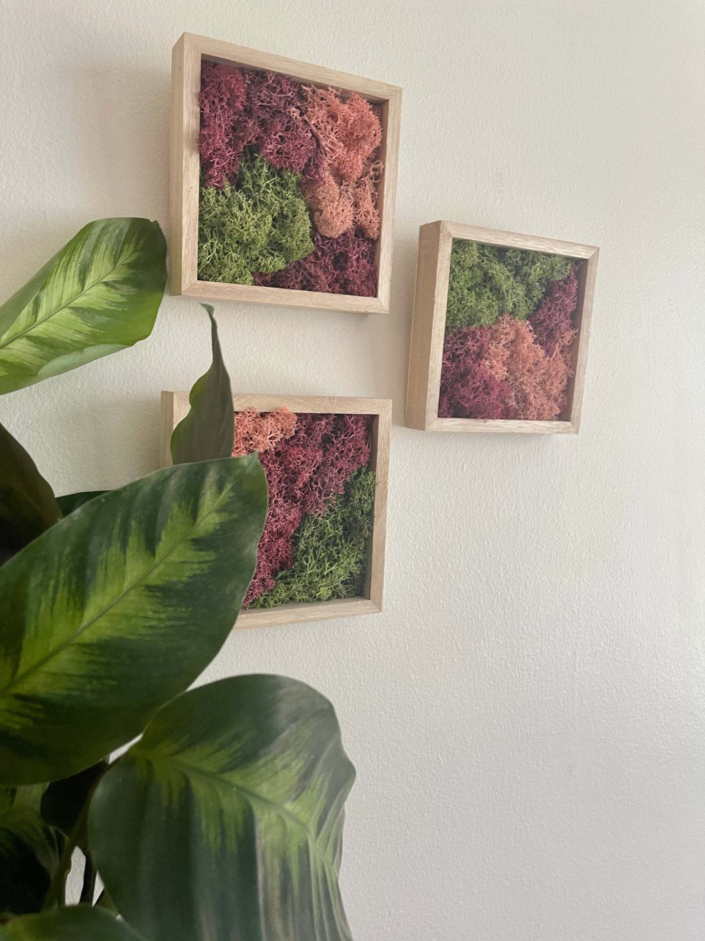 Green & Pink - Square - Reindeer Moss Collection