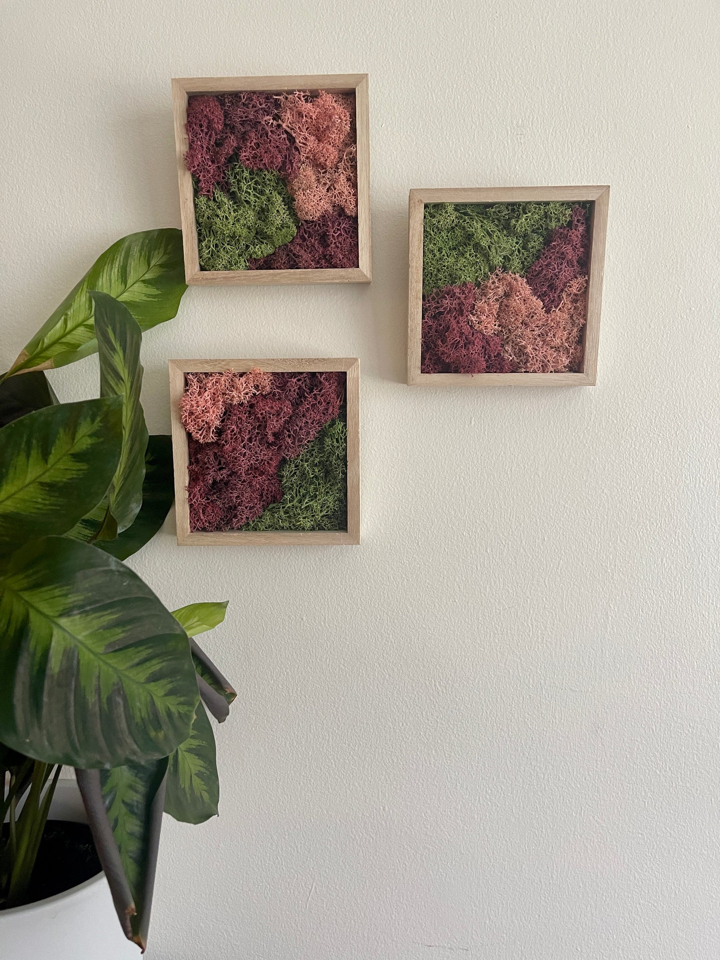 Green & Pink - Square - Reindeer Moss Collection