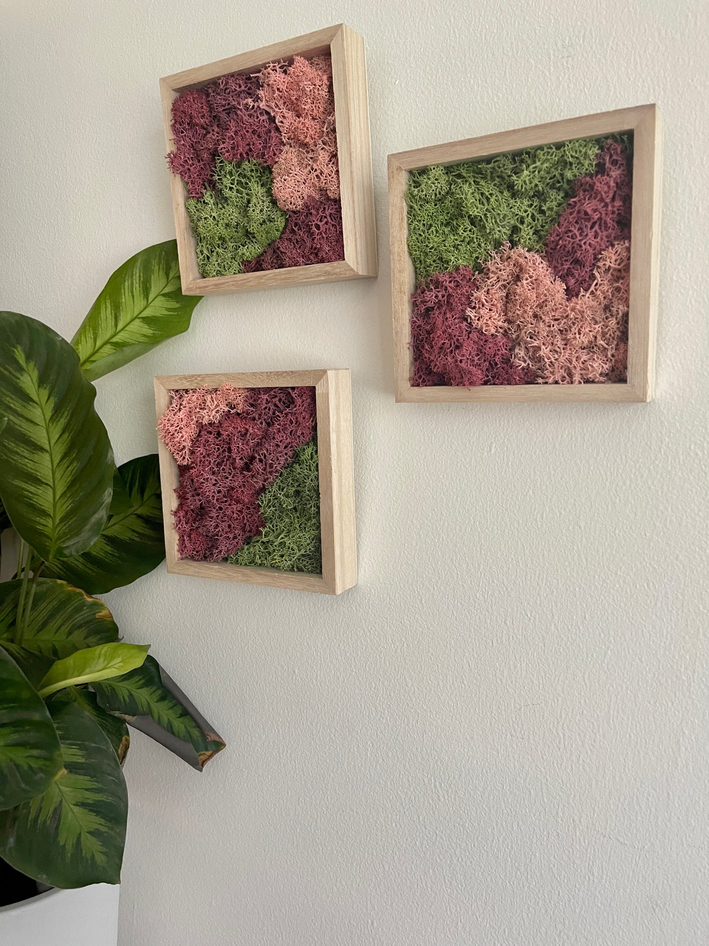 Green & Pink - Square - Reindeer Moss Collection