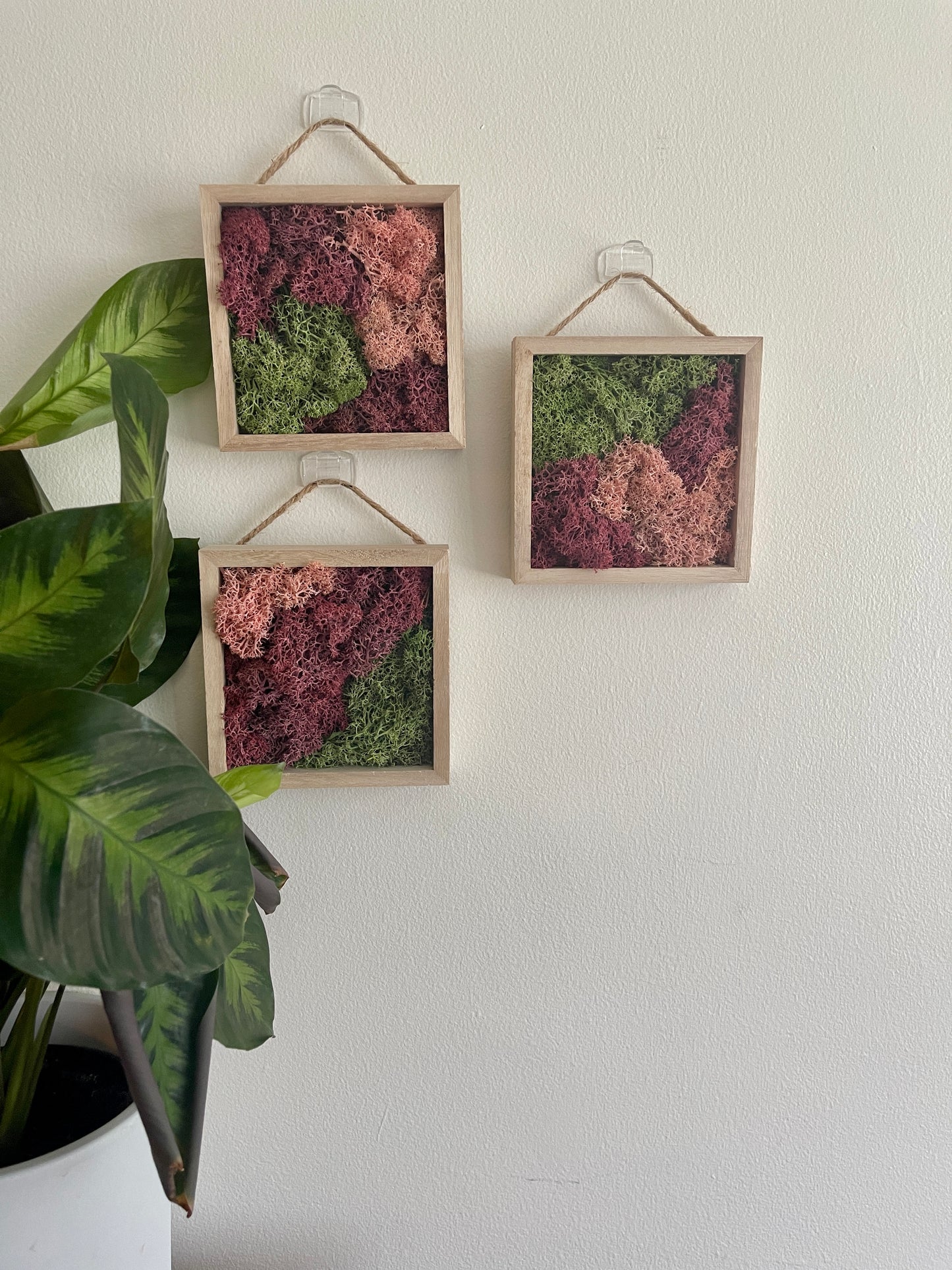 Green & Pink - Square - Reindeer Moss Collection