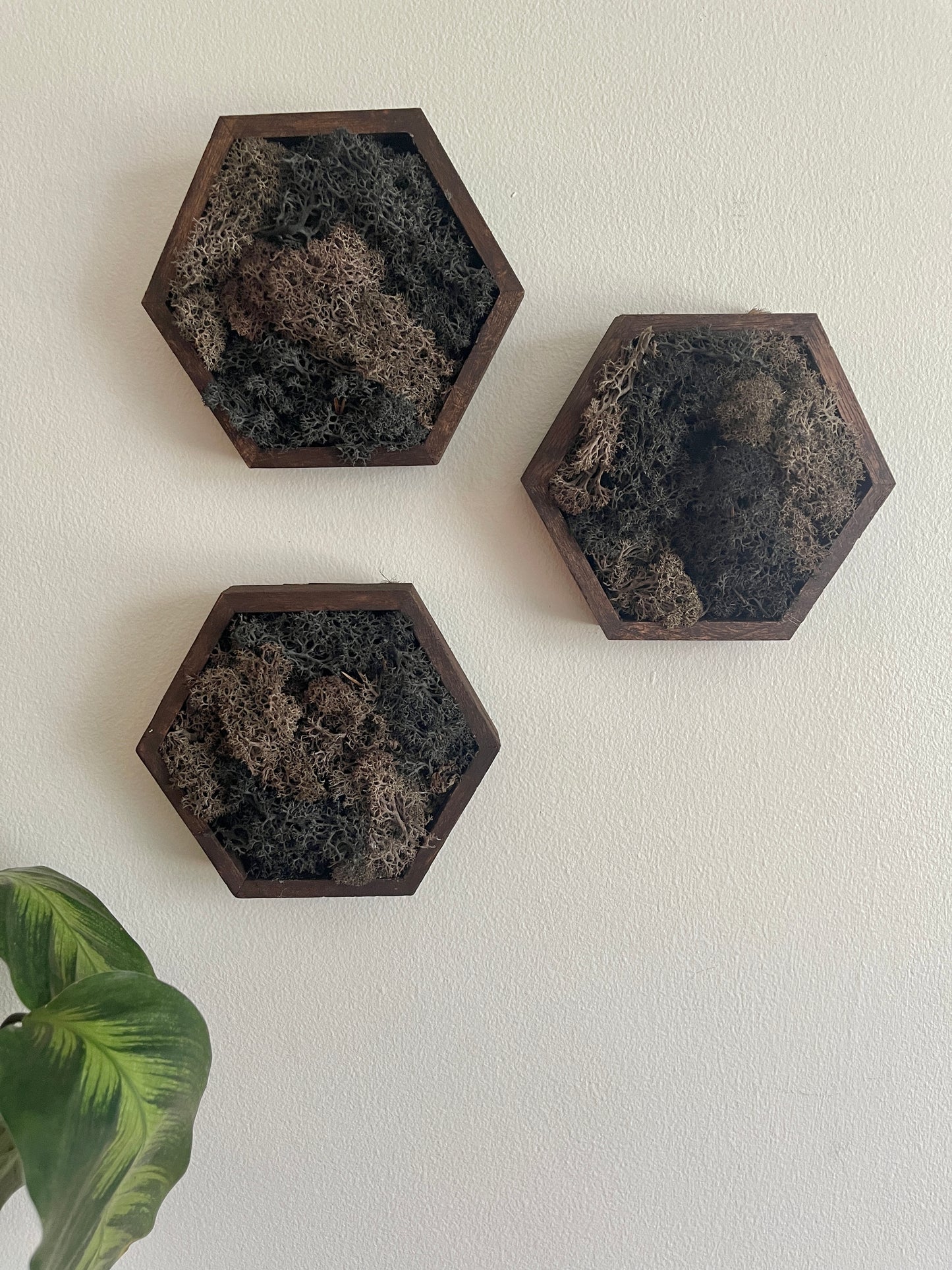 Brown & Black - 5" by 6" Hexagon - Reindeer Moss Collection