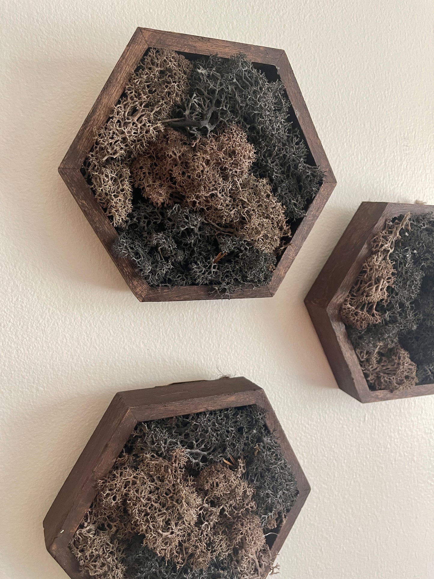 Brown & Black - 5" by 6" Hexagon - Reindeer Moss Collection