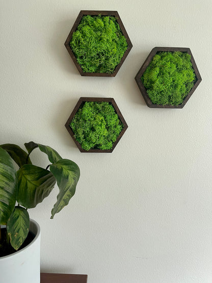 Green Green Grass of Home - 5" by 6" - Hexagon - Reindeer Moss Collection