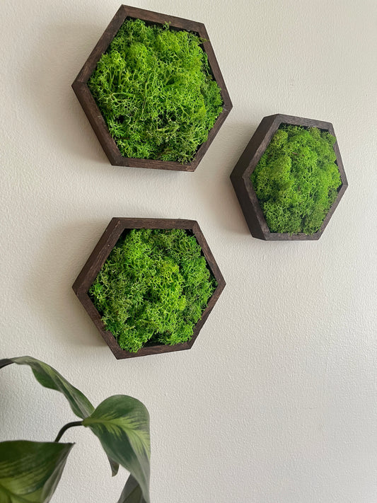 Green Green Grass of Home - 5" by 6" - Hexagon - Reindeer Moss Collection