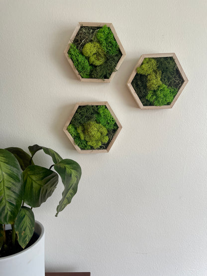 Dark, Grass & Lime Green - Hexagon - Reindeer Moss Collection