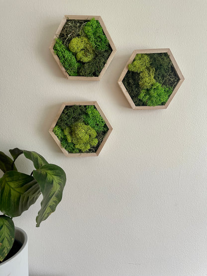 Dark, Grass & Lime Green - Hexagon - Reindeer Moss Collection