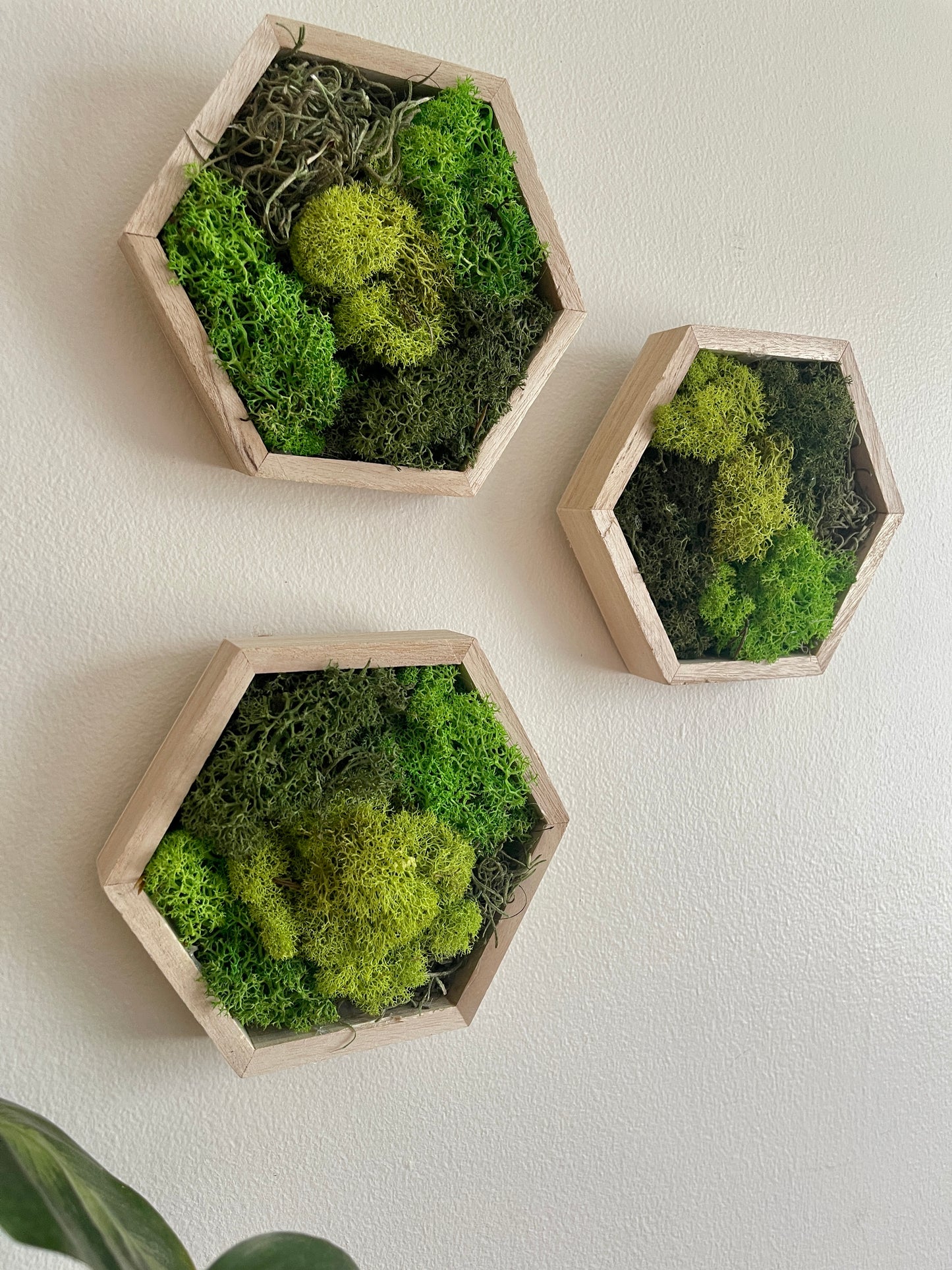 Dark, Grass & Lime Green - Hexagon - Reindeer Moss Collection