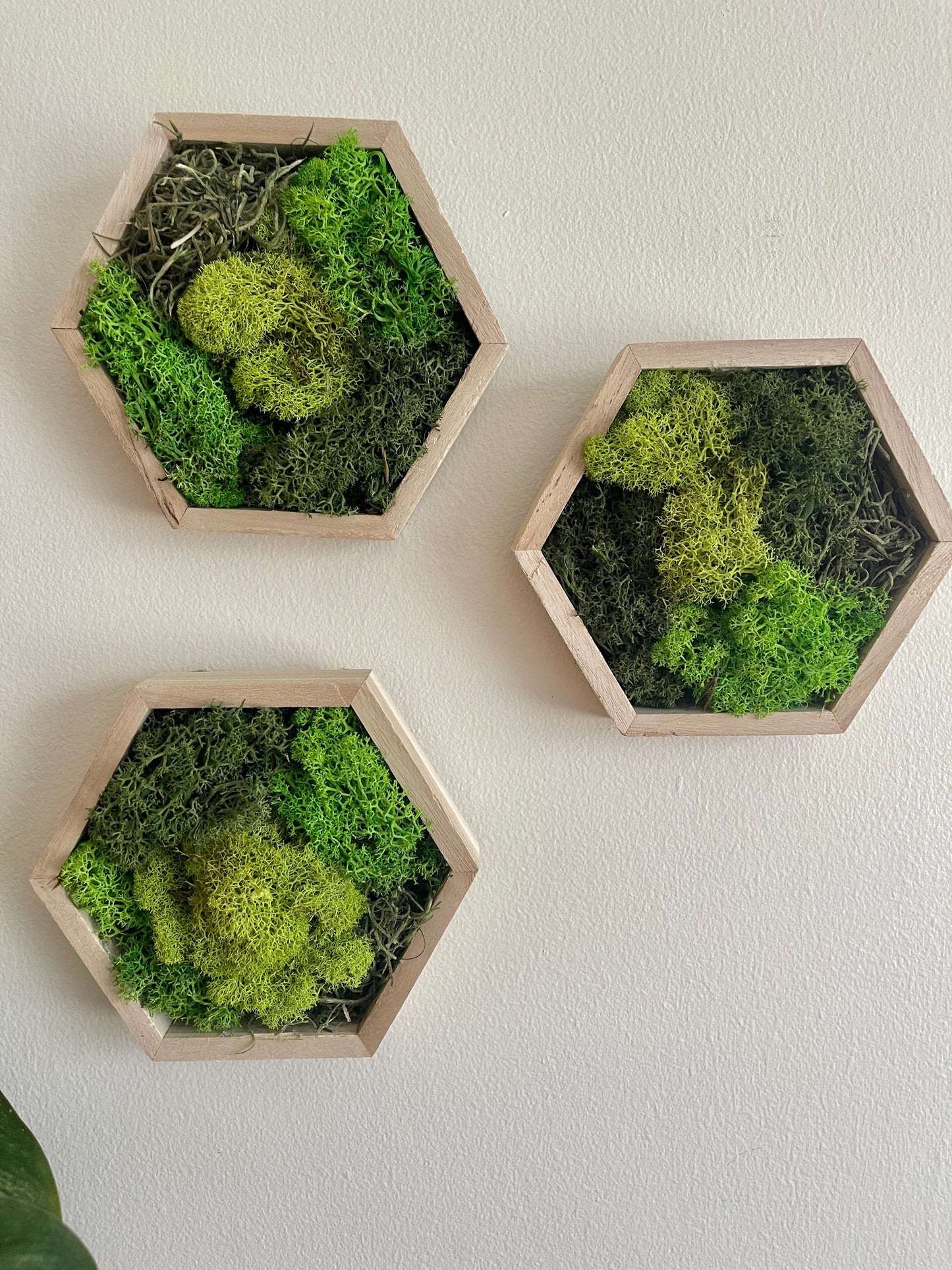 Dark, Grass & Lime Green - Hexagon - Reindeer Moss Collection