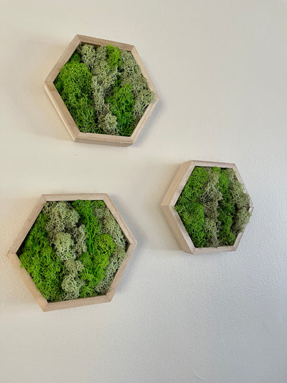 Grass and Mint Green - 5" by 6" - Hexagon - Reindeer Moss Collection