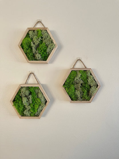 Grass and Mint Green - 5" by 6" - Hexagon - Reindeer Moss Collection