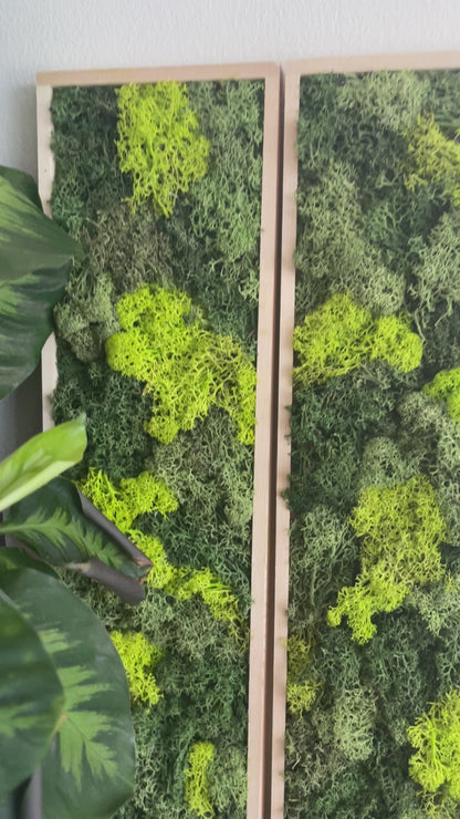 Long Rectangle Preserved Moss Decor - 18" by 5" - Reindeer Moss