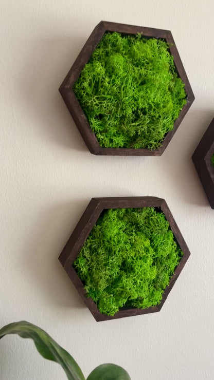 Green Green Grass of Home - 5" by 6" - Hexagon - Reindeer Moss Collection