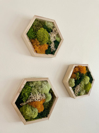 Honeycomb Moss - 5" by 6" - | Preserved Moss Wall Art |  Wall Art  |  Home  Decor  | Wood Hexagon  | Green and Mustard/Orange