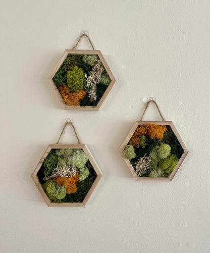 Honeycomb Moss - 5" by 6" - | Preserved Moss Wall Art |  Wall Art  |  Home  Decor  | Wood Hexagon  | Green and Mustard/Orange