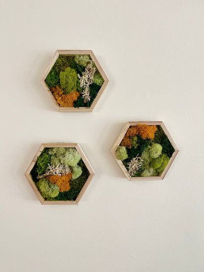 Honeycomb Moss - 5" by 6" - | Preserved Moss Wall Art |  Wall Art  |  Home  Decor  | Wood Hexagon  | Green and Mustard/Orange