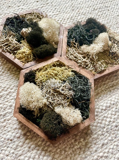 Moss Wall Art  | Honeycomb Moss  |  Home Decor  | Wood Hexagon  | Brown Beige Black Reindeer Moss